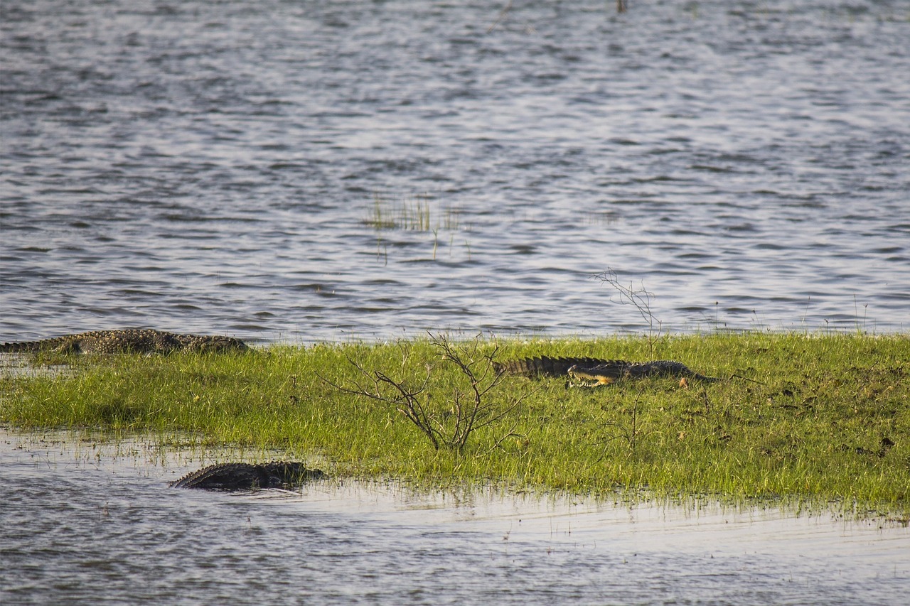 crocodiles alligators reptile free photo