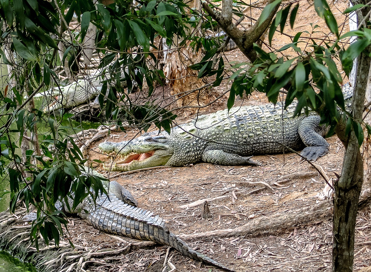 crocodiles queensland australia free photo