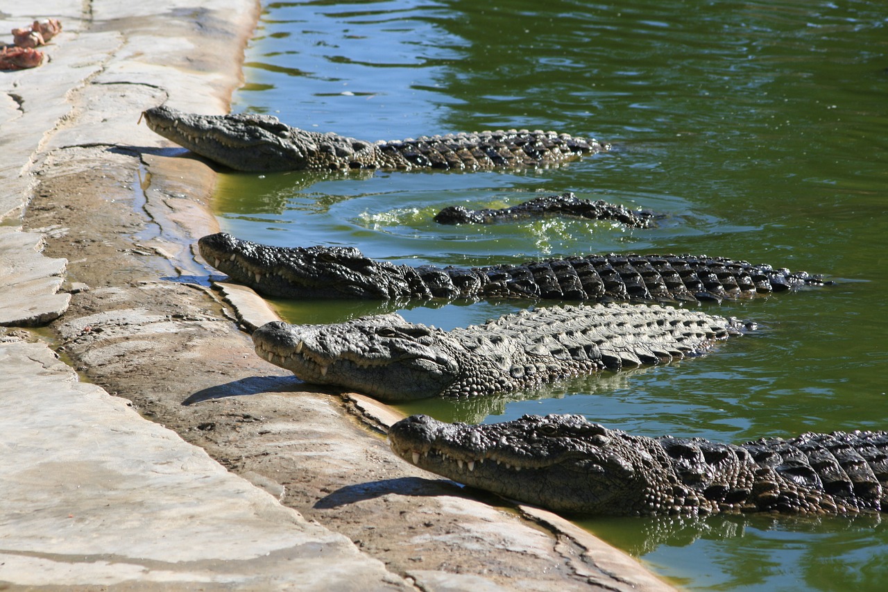 crocodiles  reptile  predator free photo