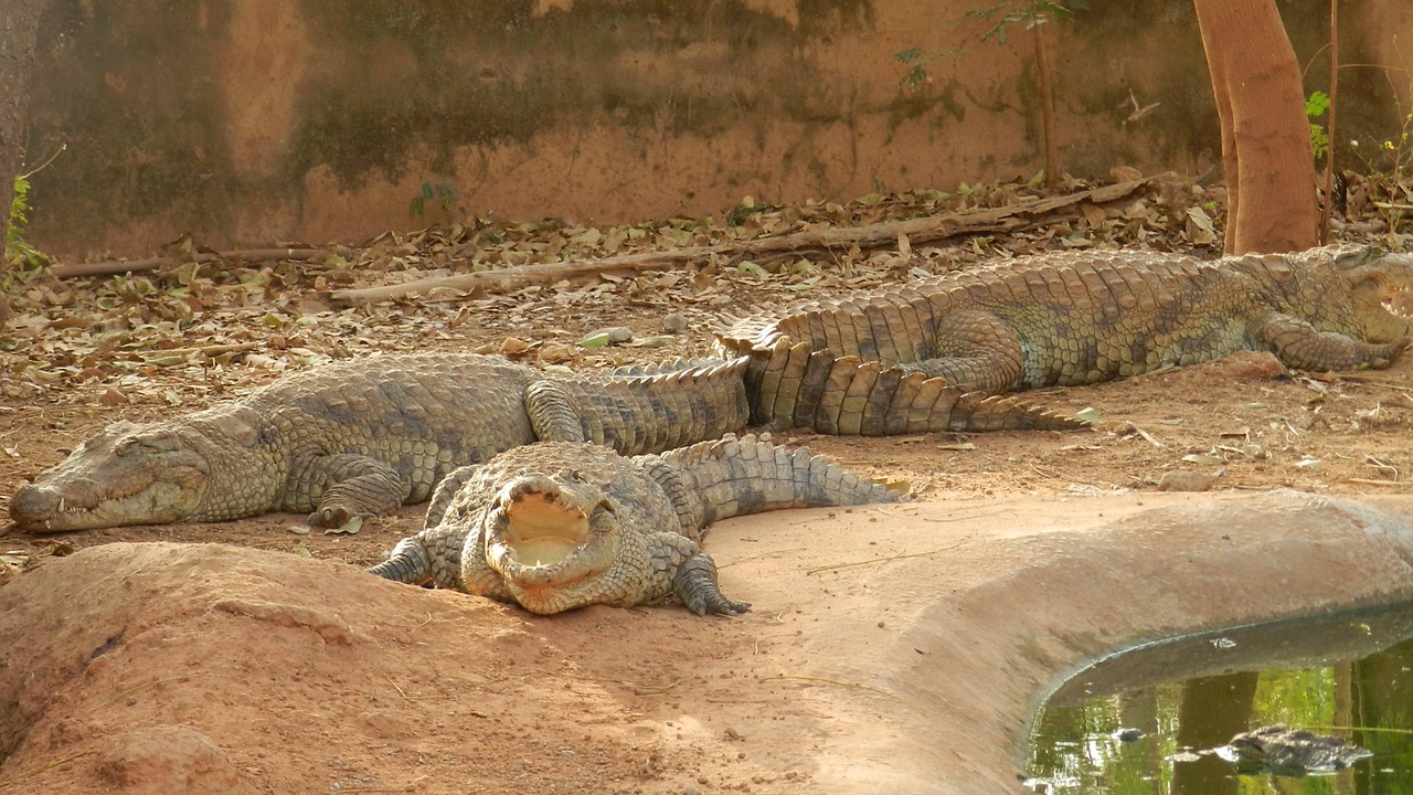 crocodiles  africa  burkina faso free photo