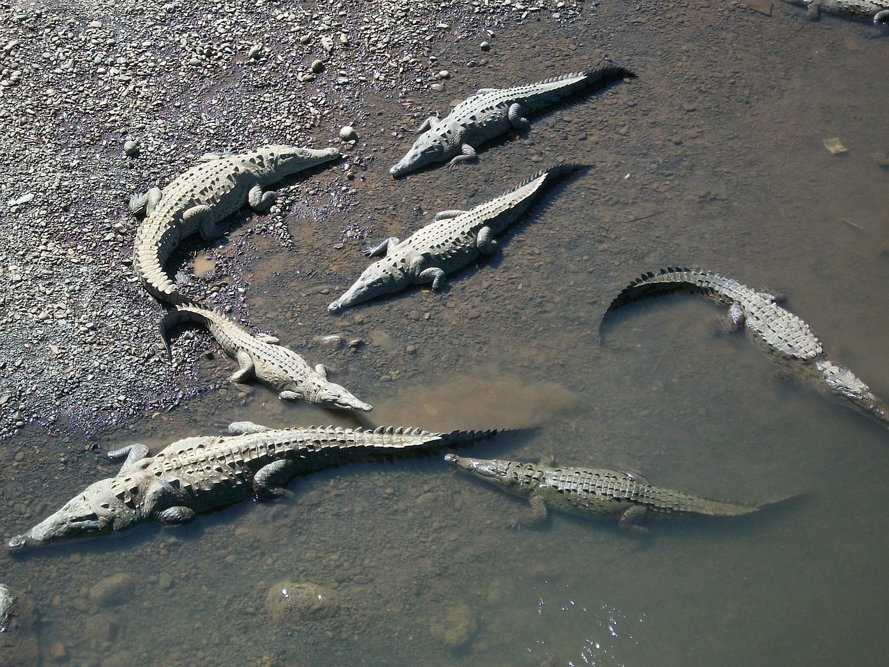 crocodiles alligator reptiles free photo