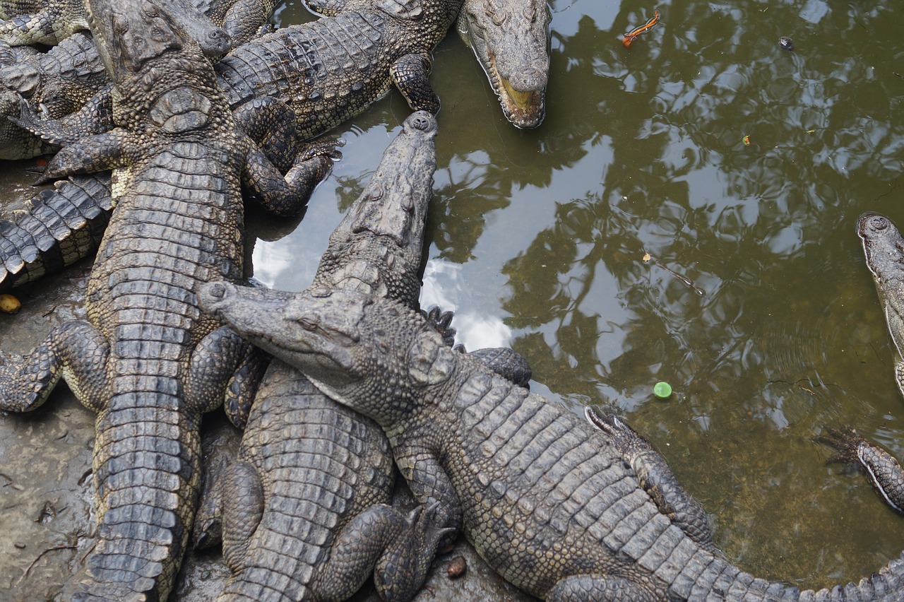 crocodiles  crocodile  reptile free photo