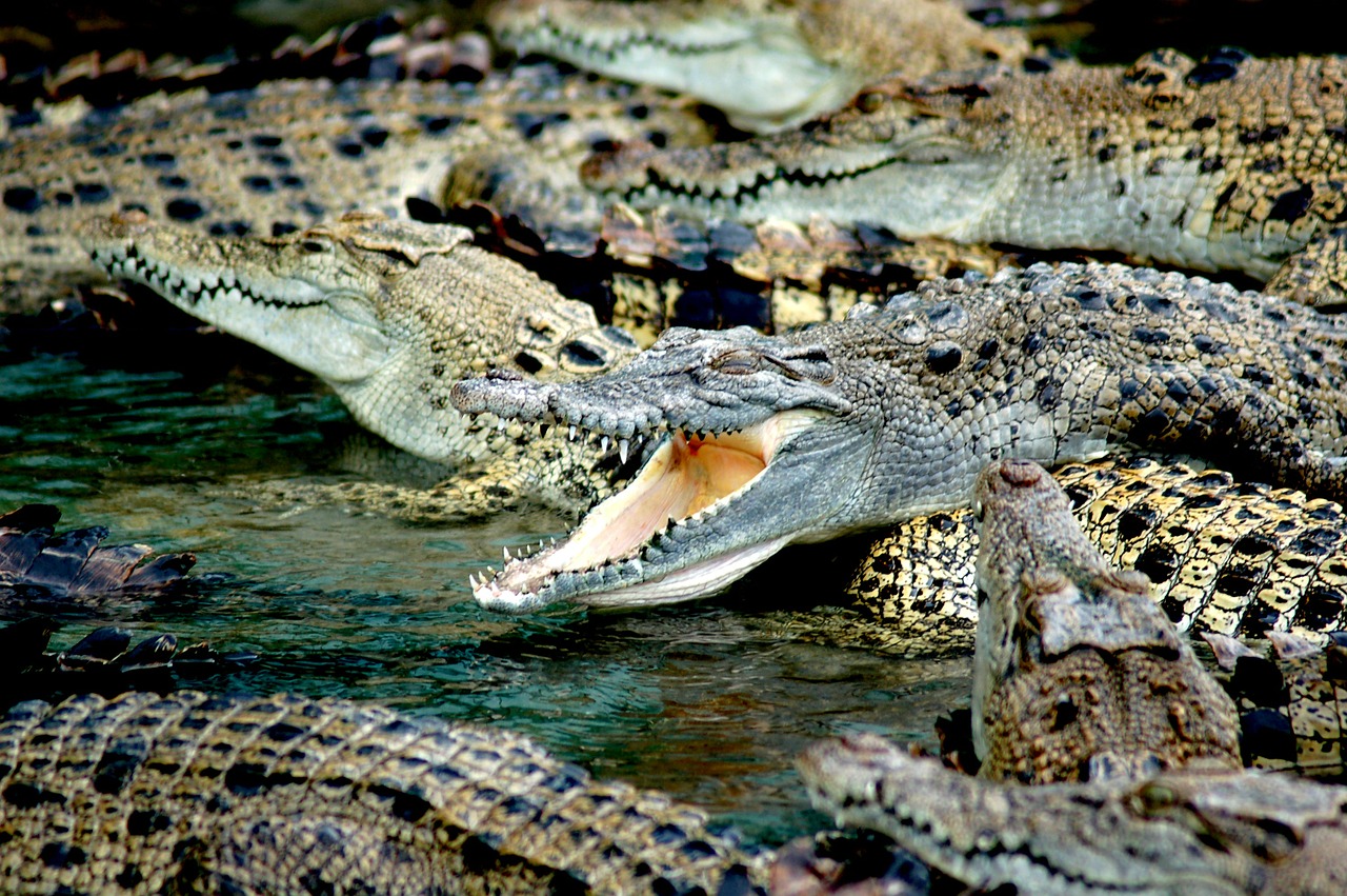 crocodiles crocodile farm australia free photo