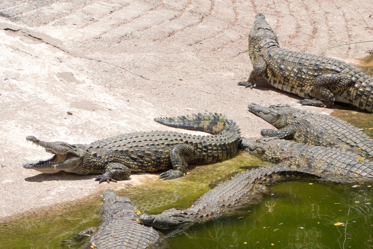 crocodiles reptile bank free photo