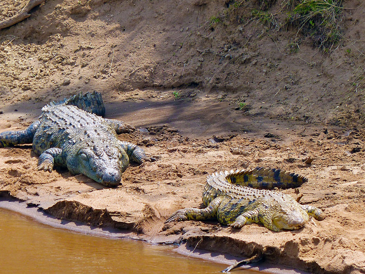 crocodiles reptiles safari free photo
