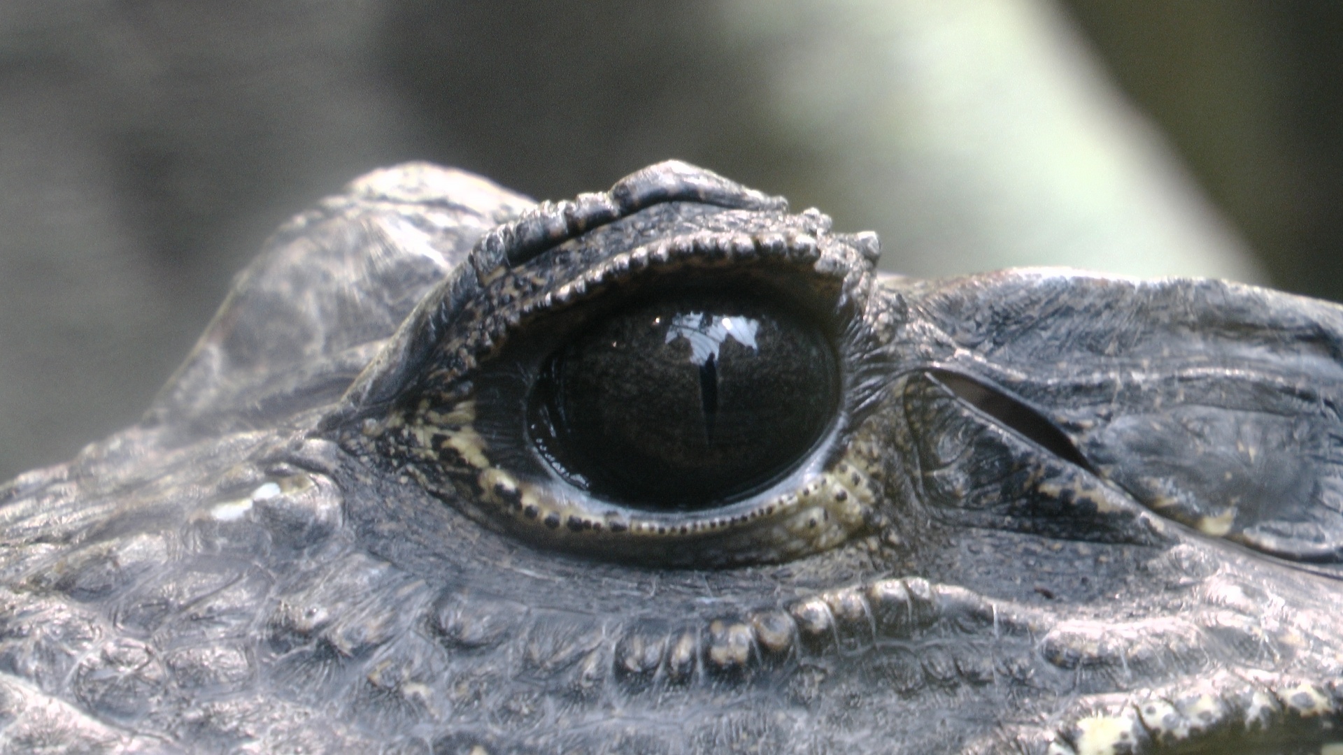 crocodile eye eyes free photo