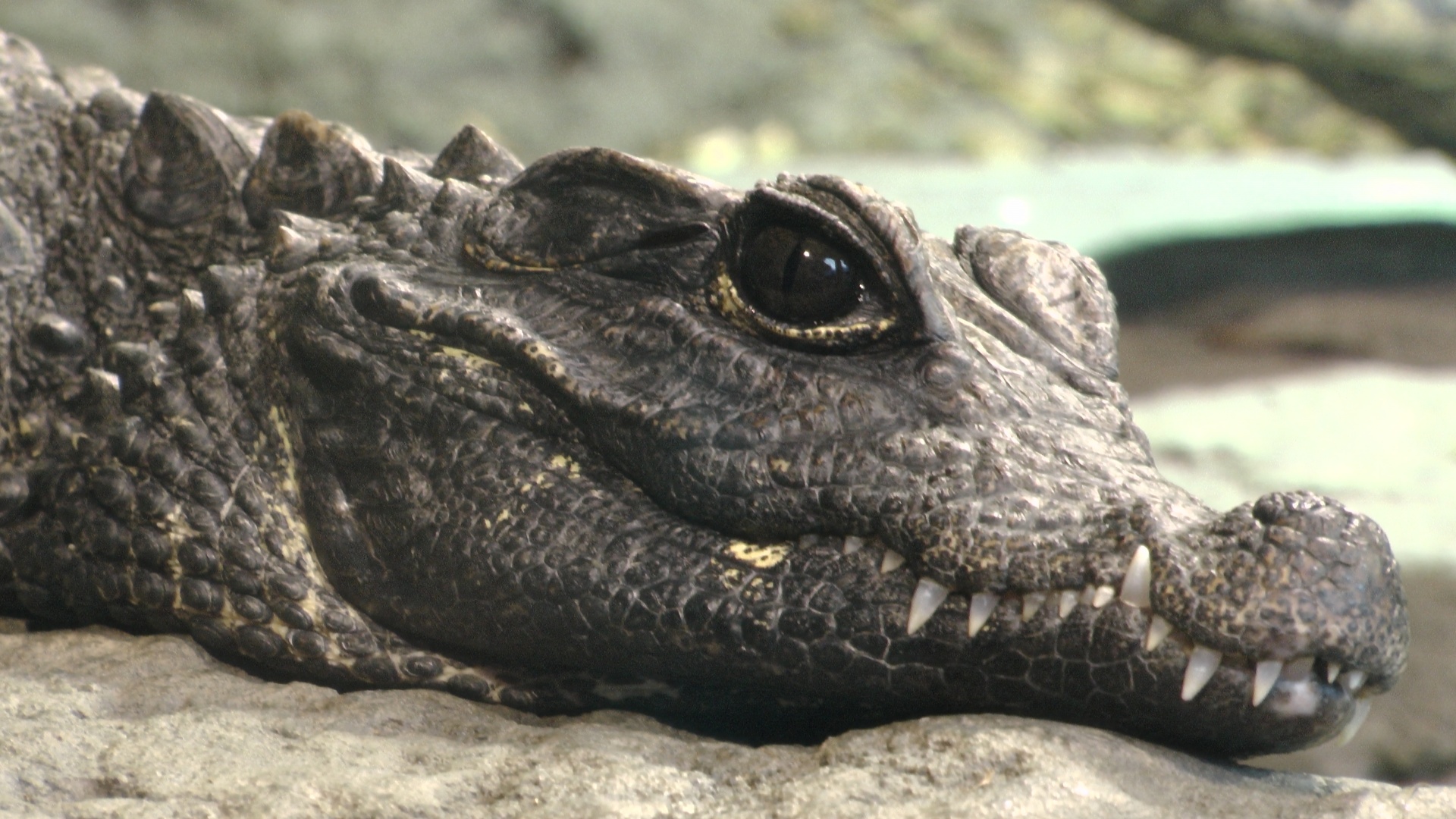 crocodile head heads free photo