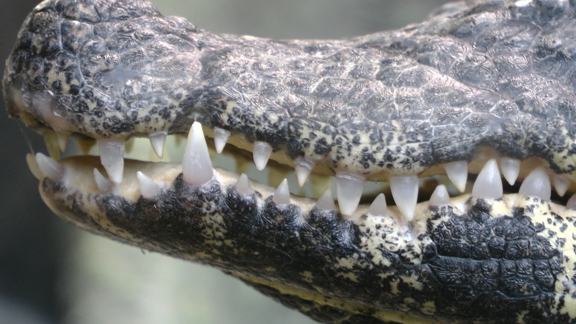 Нильский крокодил челюсти