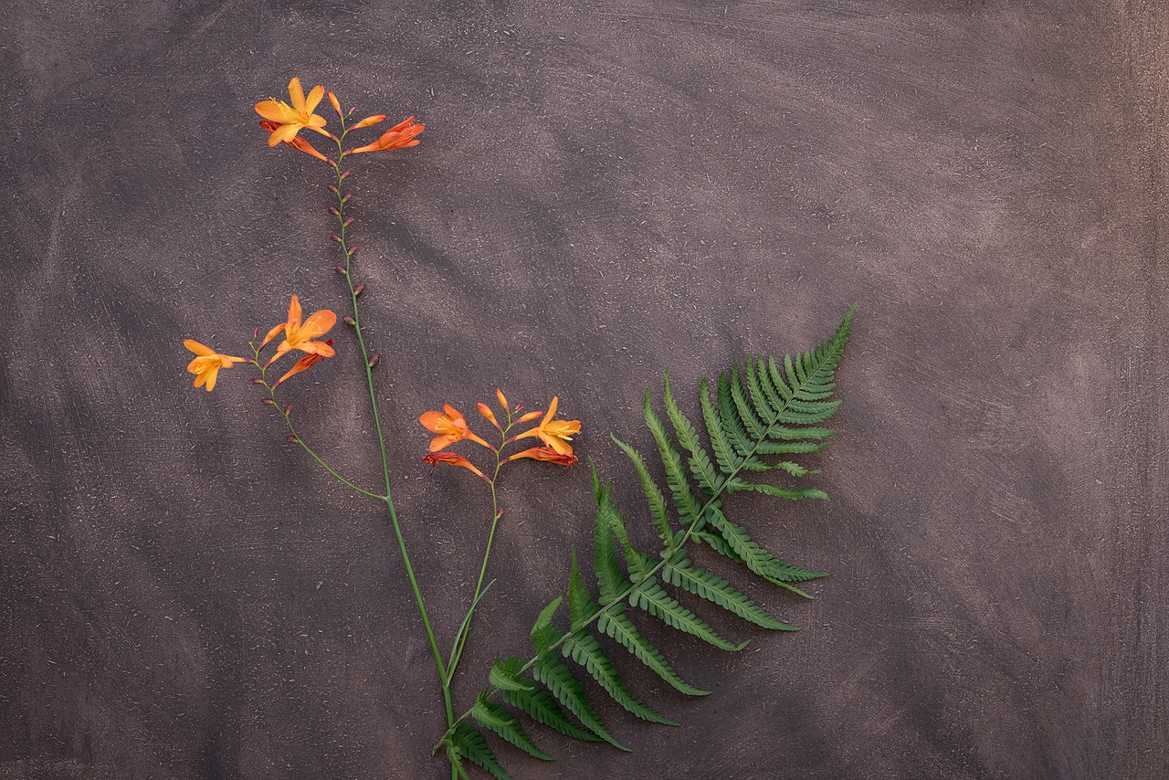 crocosmia flower schwertliliengewaechs free photo