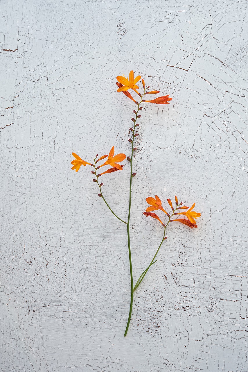 crocosmia schwertliliengewaechs ornamental plant free photo