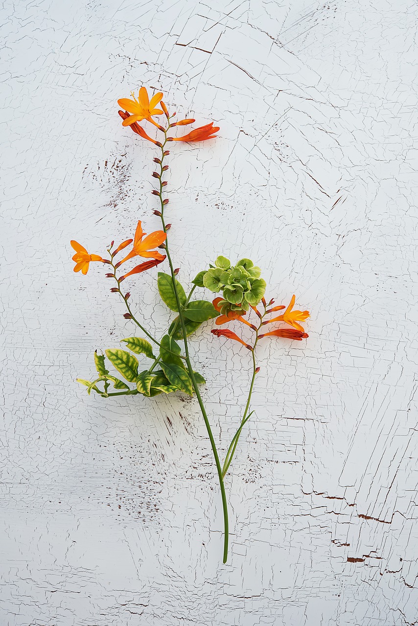 crocosmia schwertliliengewaechs ornamental plant free photo
