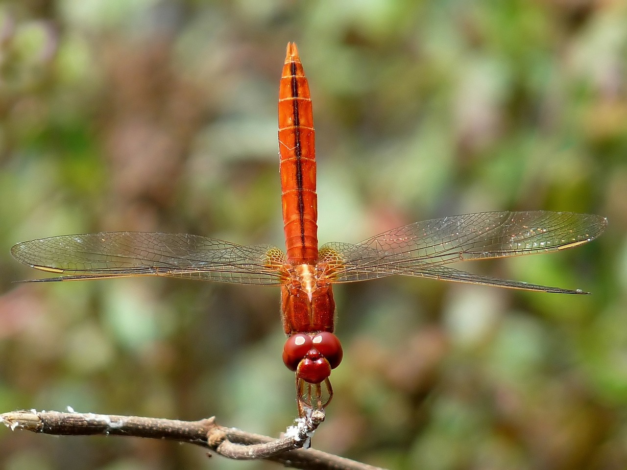 crocothemis servilla dragonfly insect free photo