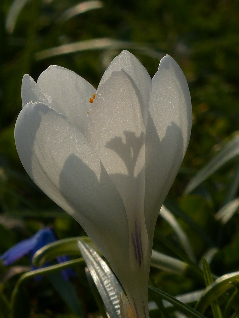 crocus white bloom free photo