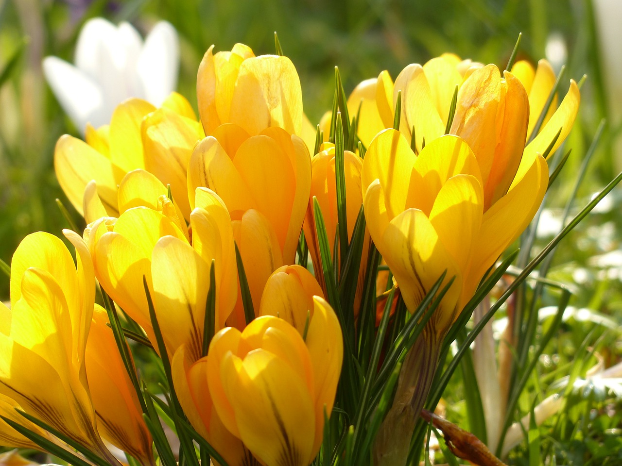 crocus yellow white free photo