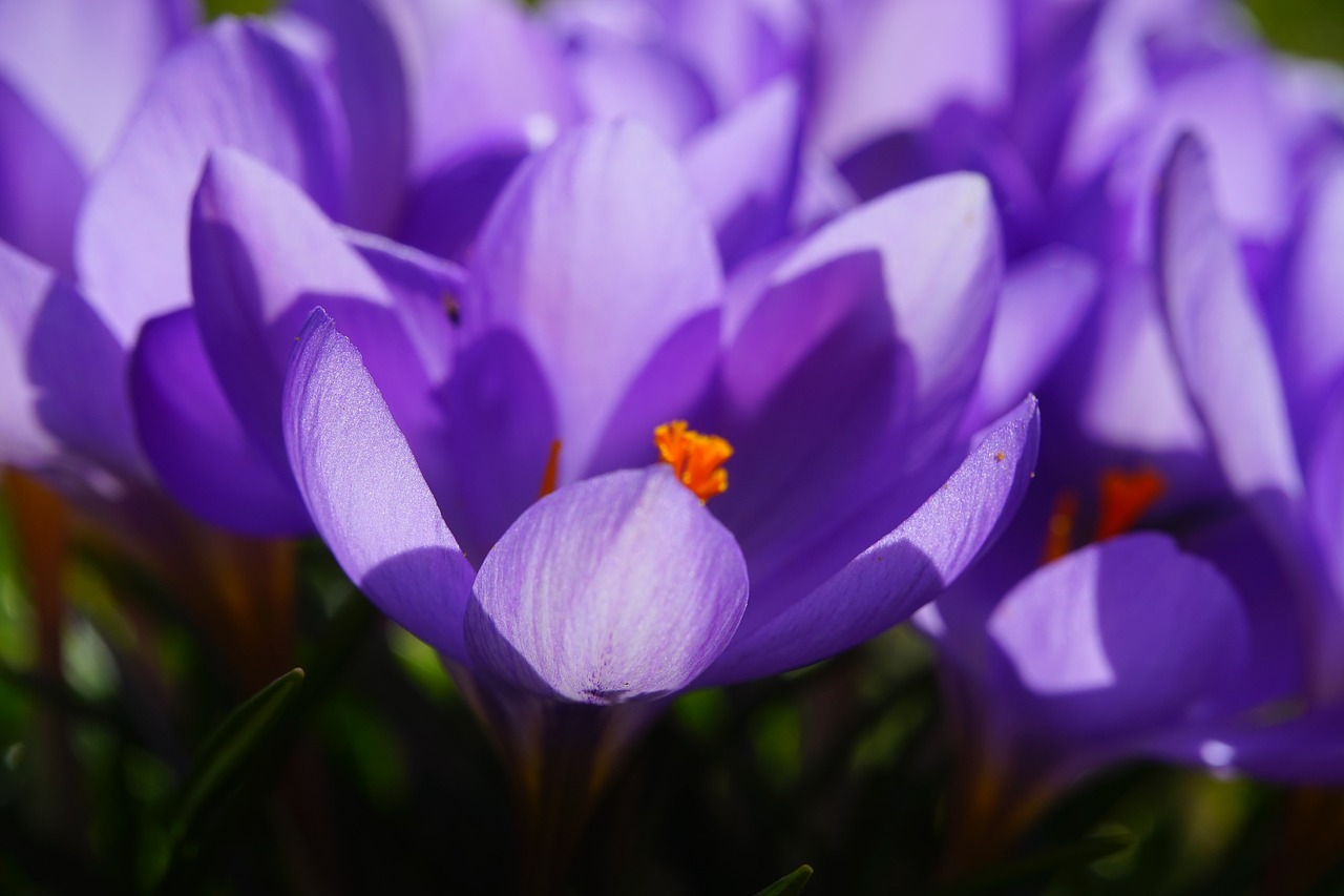 crocus flower spring free photo