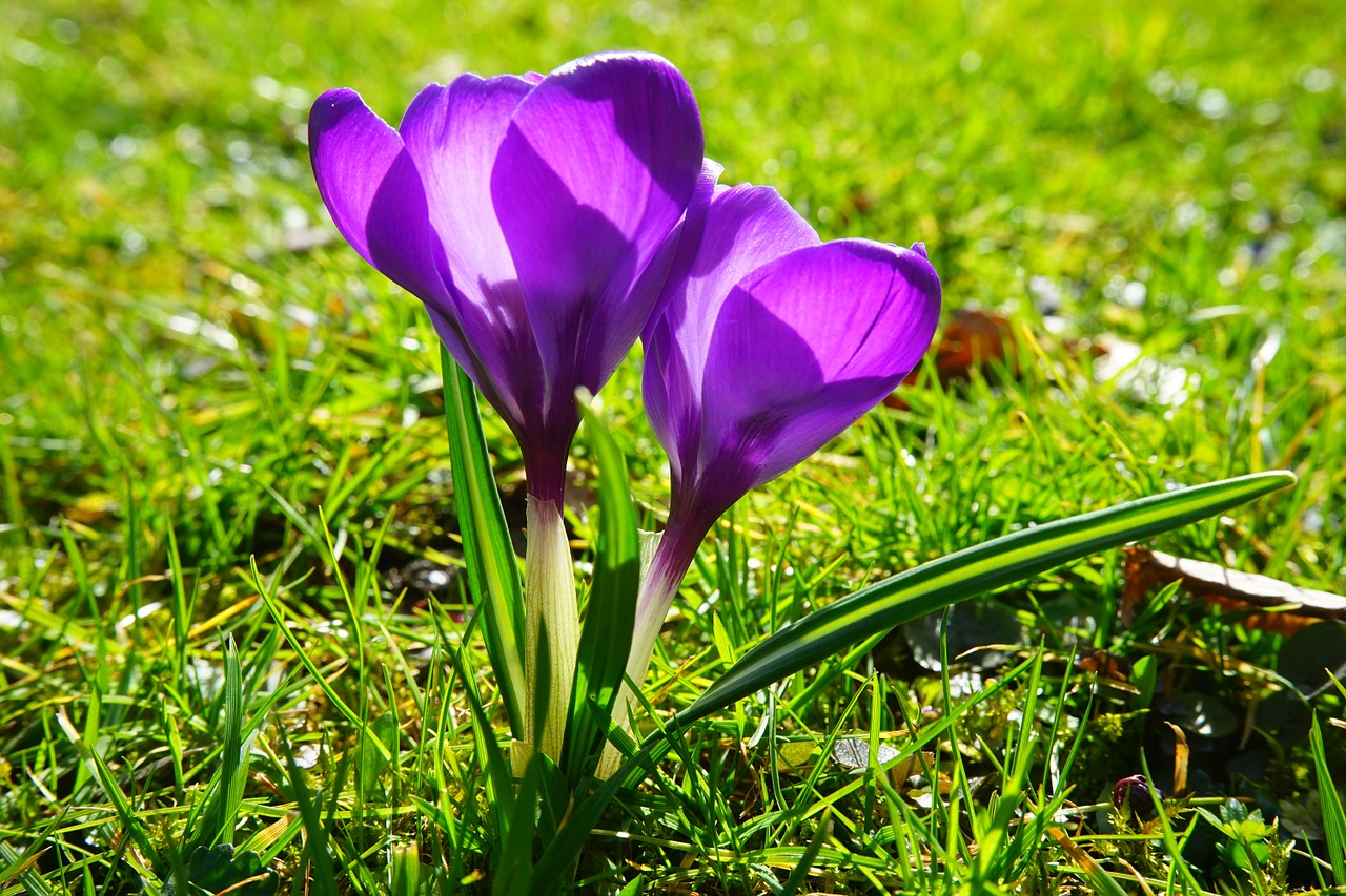 crocus flower spring free photo