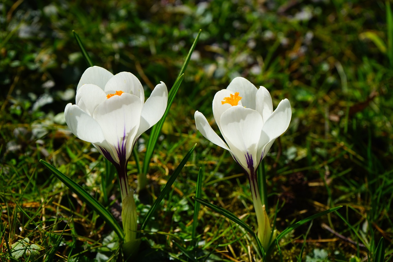 crocus flower spring free photo