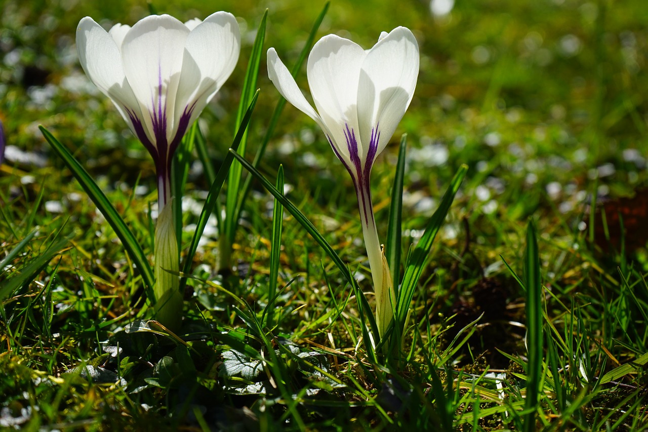 crocus flower spring free photo