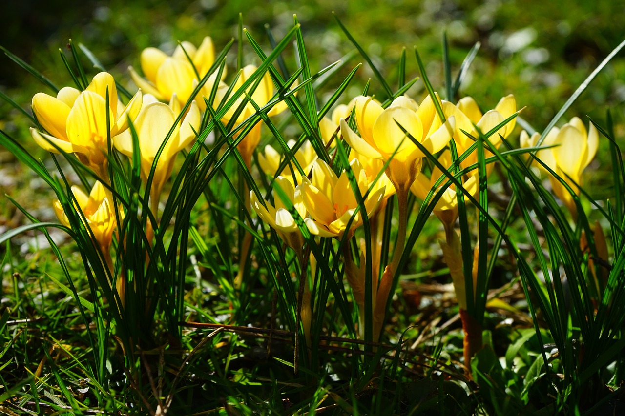 crocus flower spring free photo