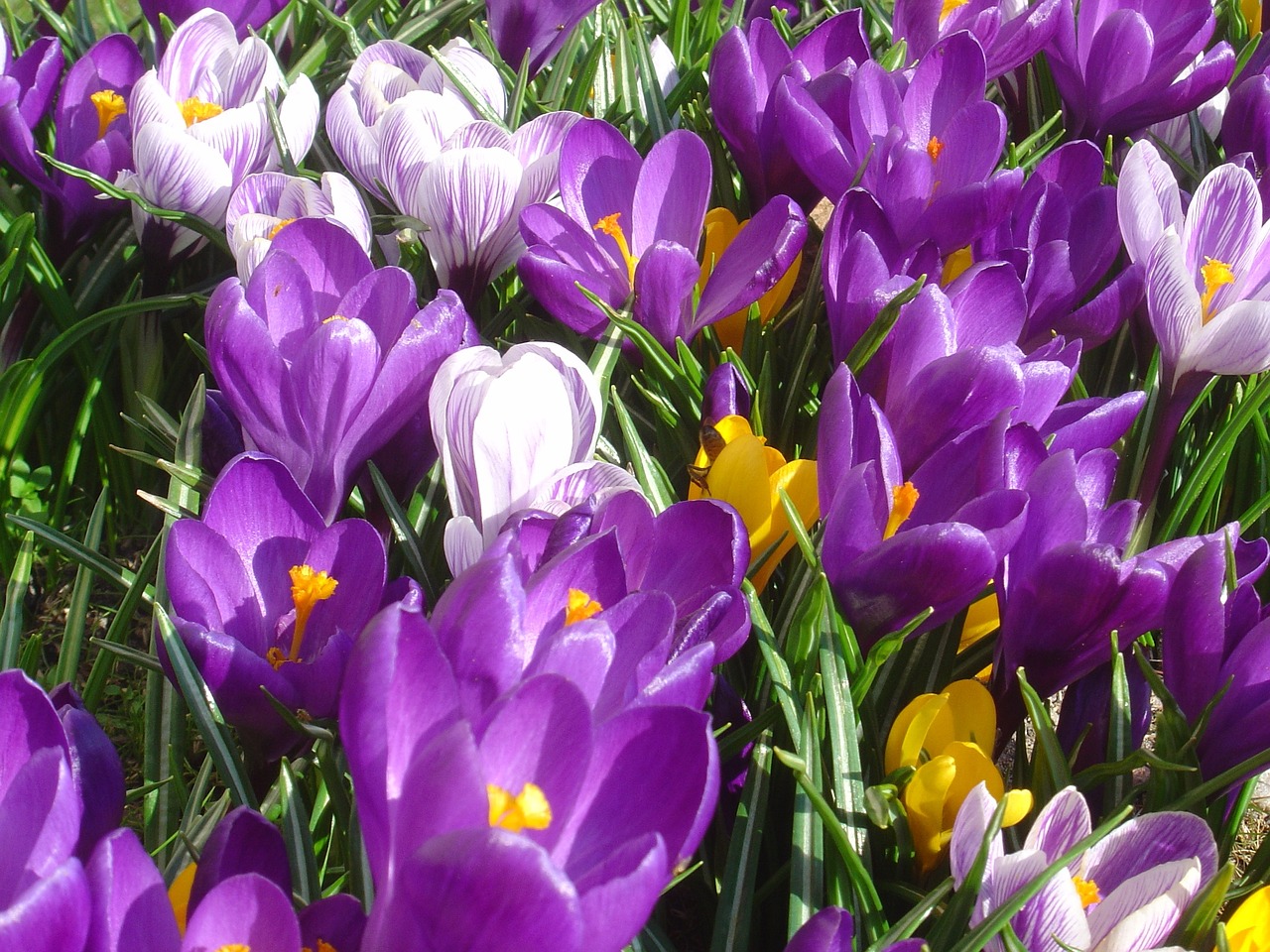 crocus spring our characters free photo