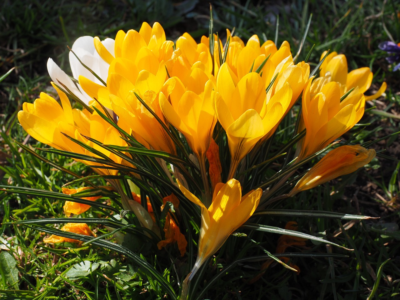 crocus flower spring free photo