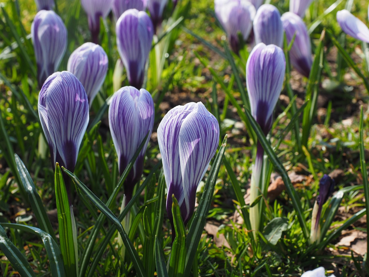 crocus flower spring free photo