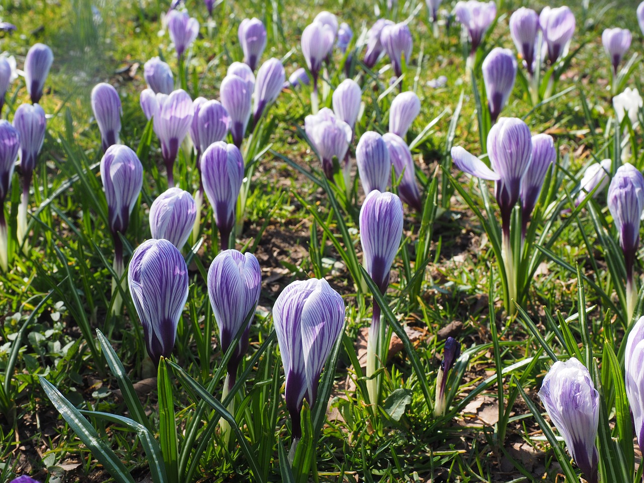 crocus flower spring free photo