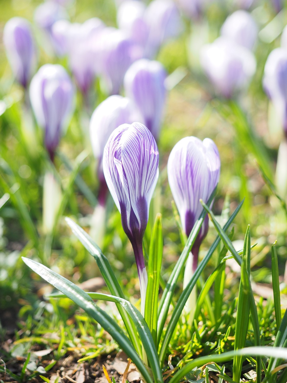 crocus flower spring free photo