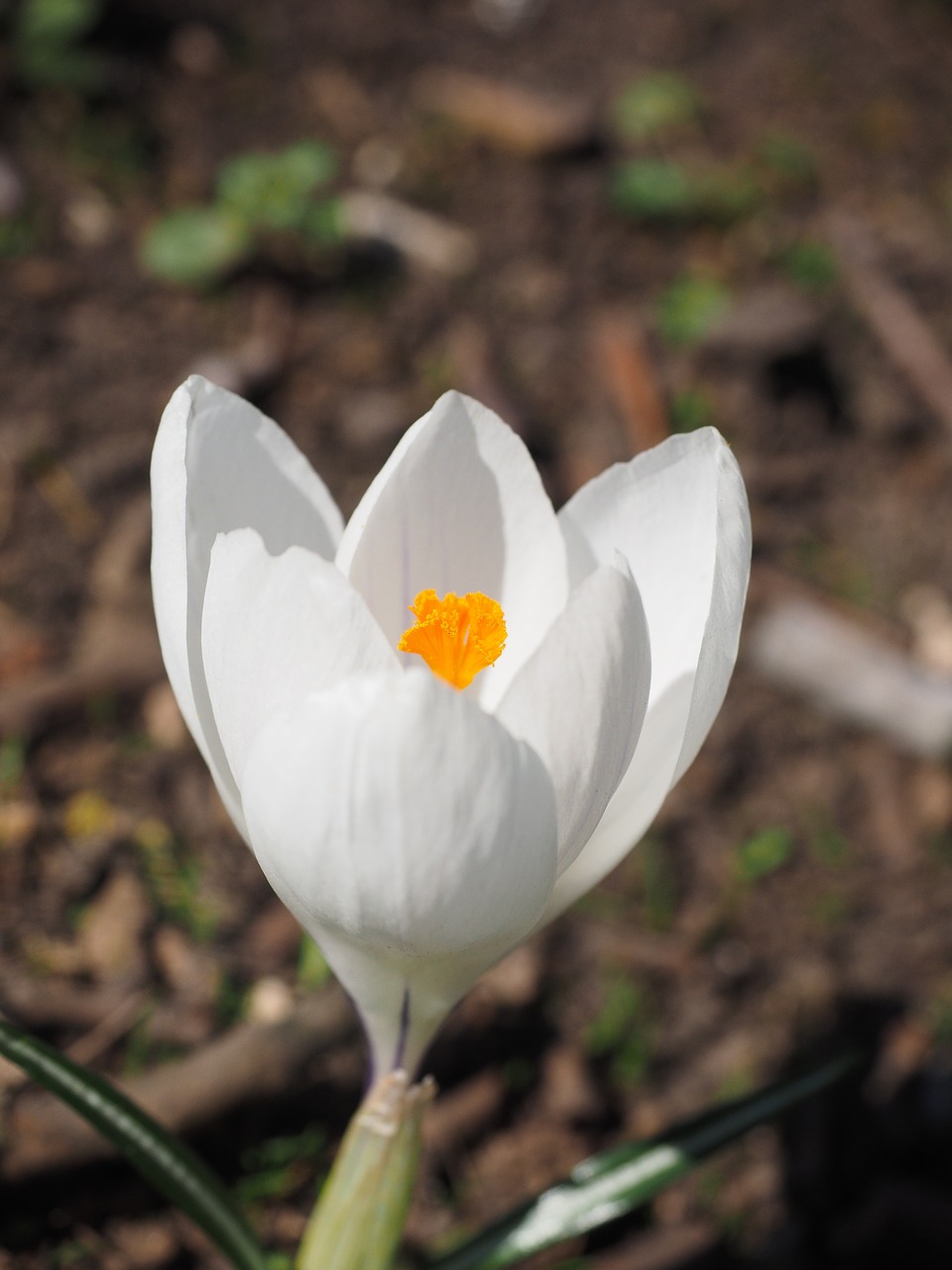 crocus flower spring free photo