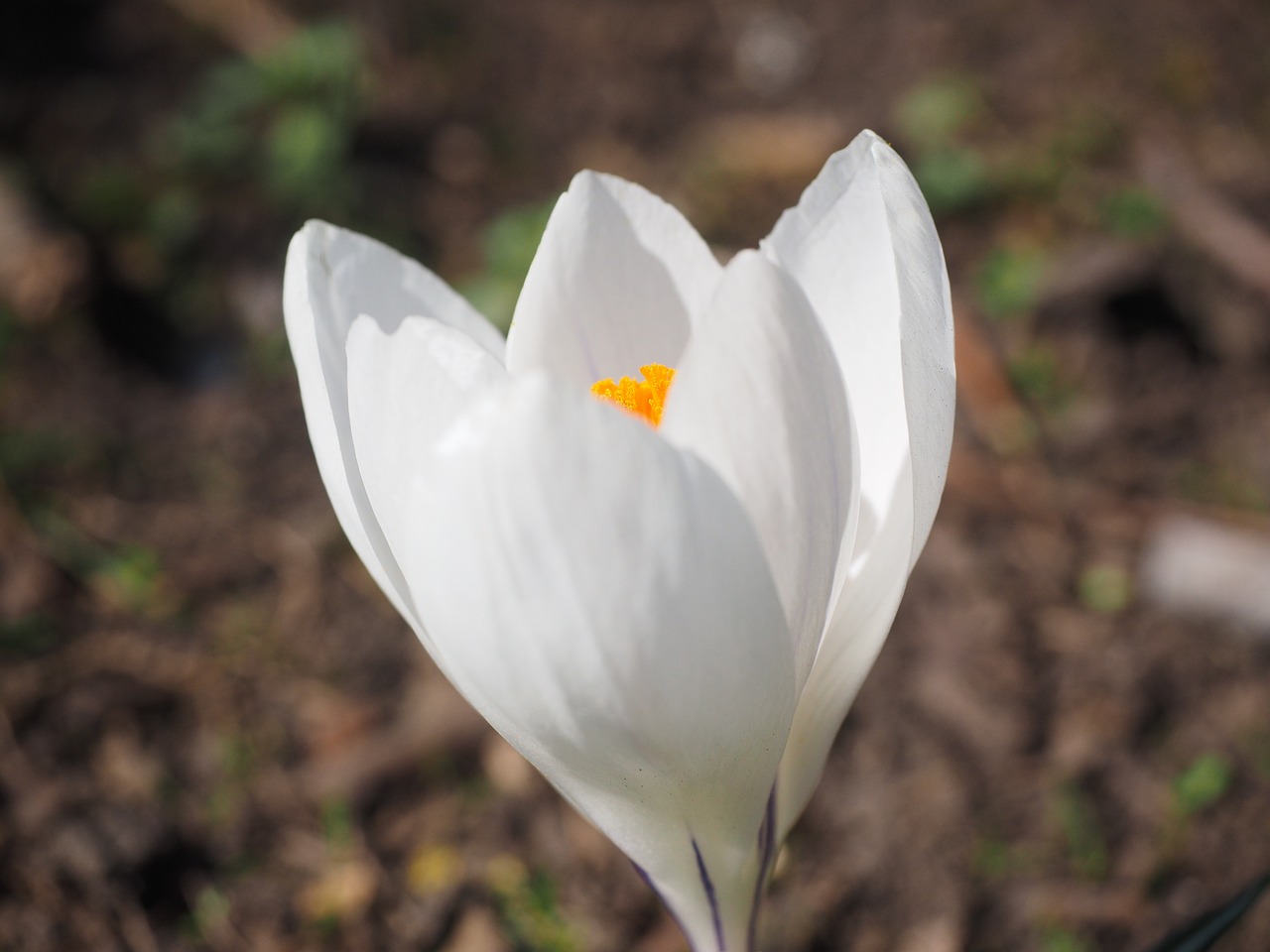 crocus flower spring free photo