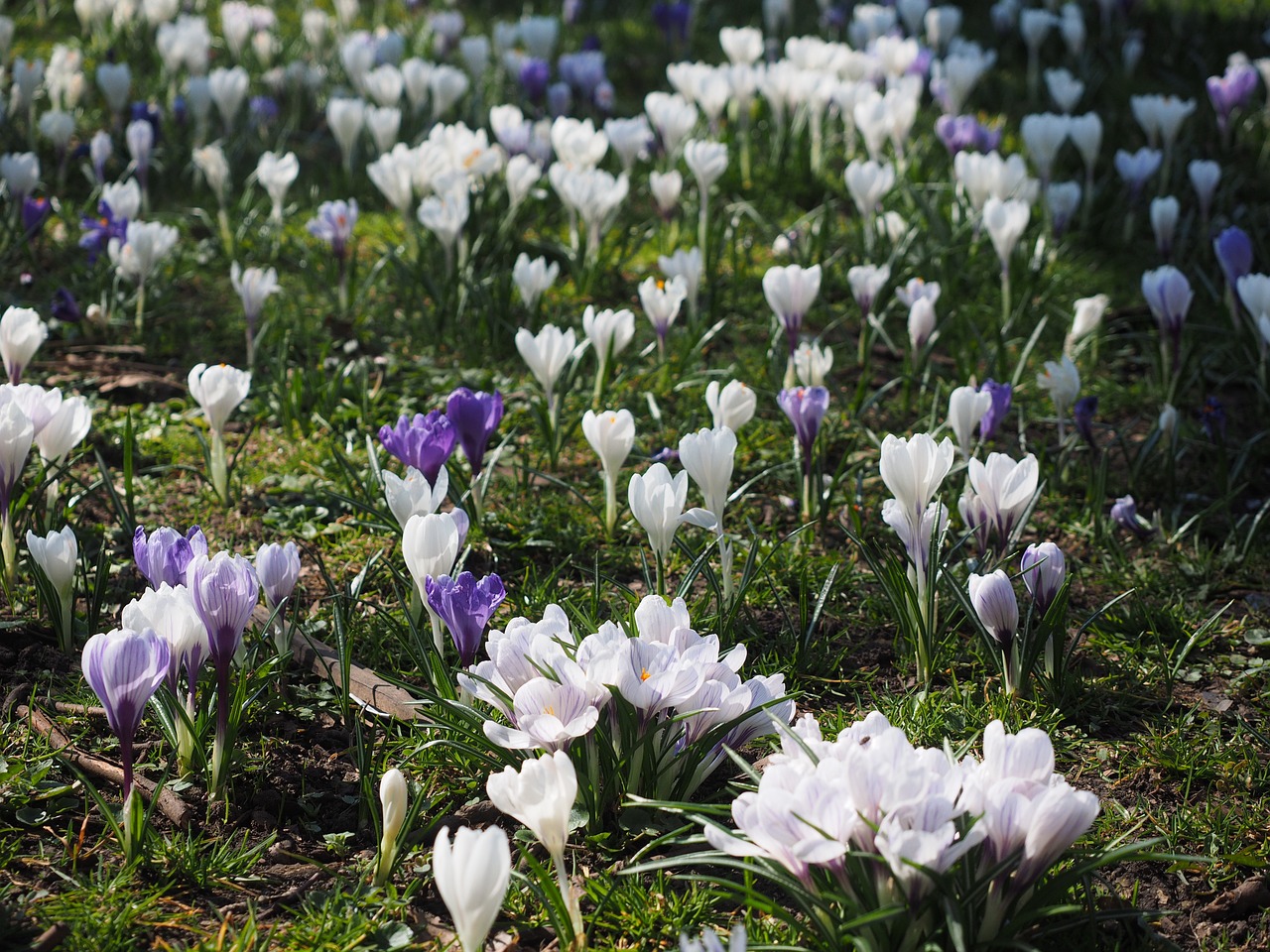 crocus flower spring free photo