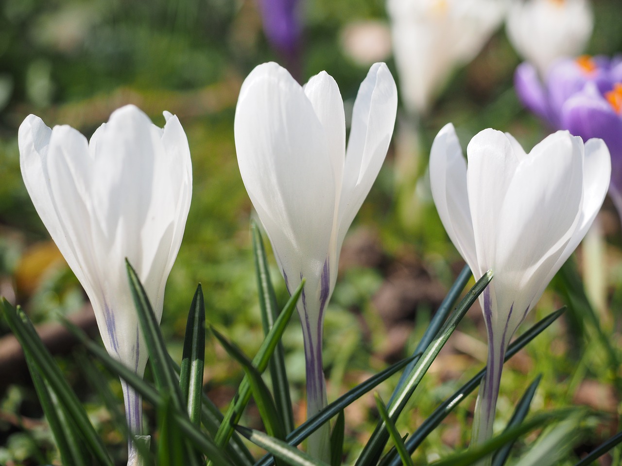 crocus flower spring free photo