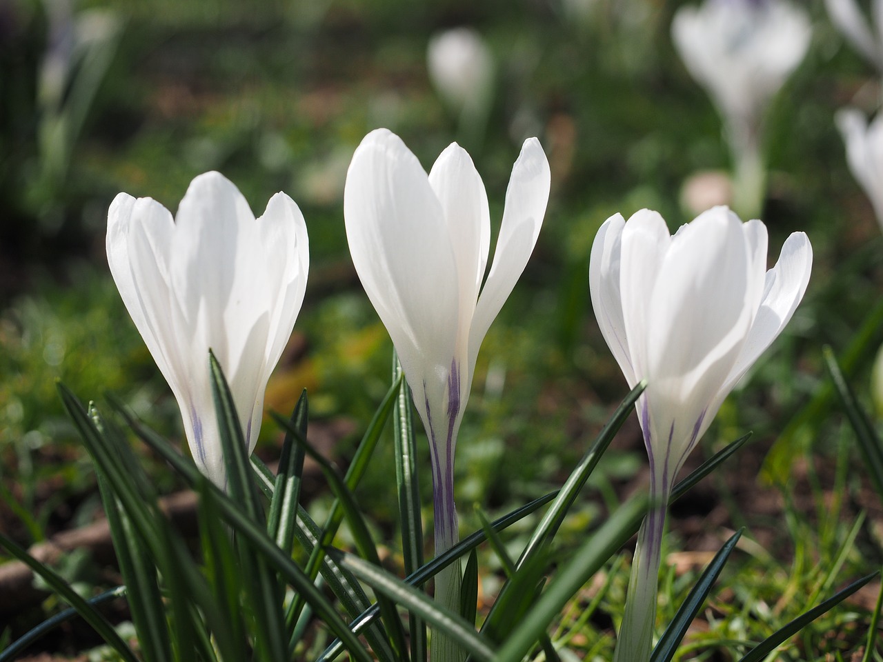 crocus flower spring free photo