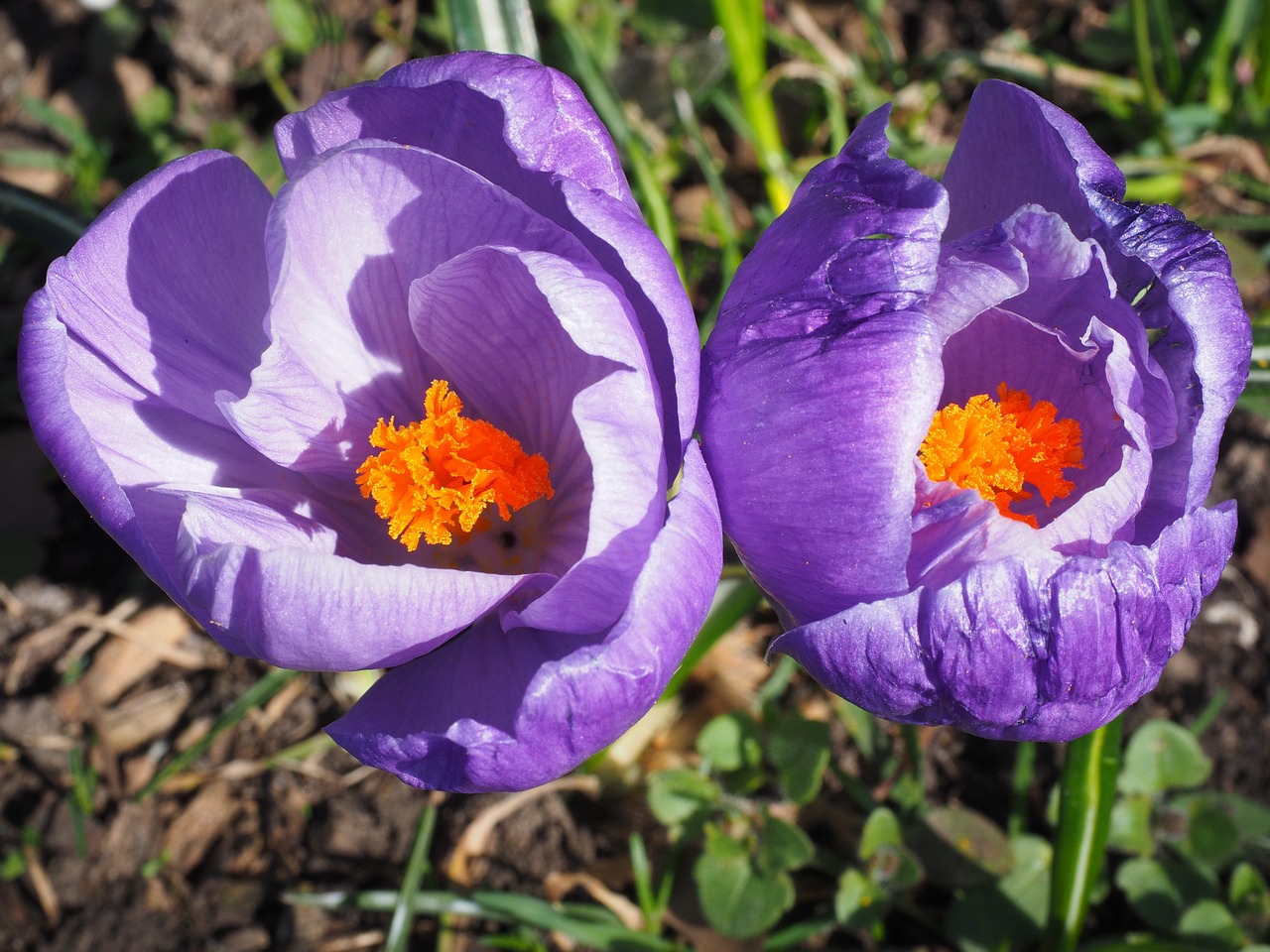 crocus spring bühen free photo