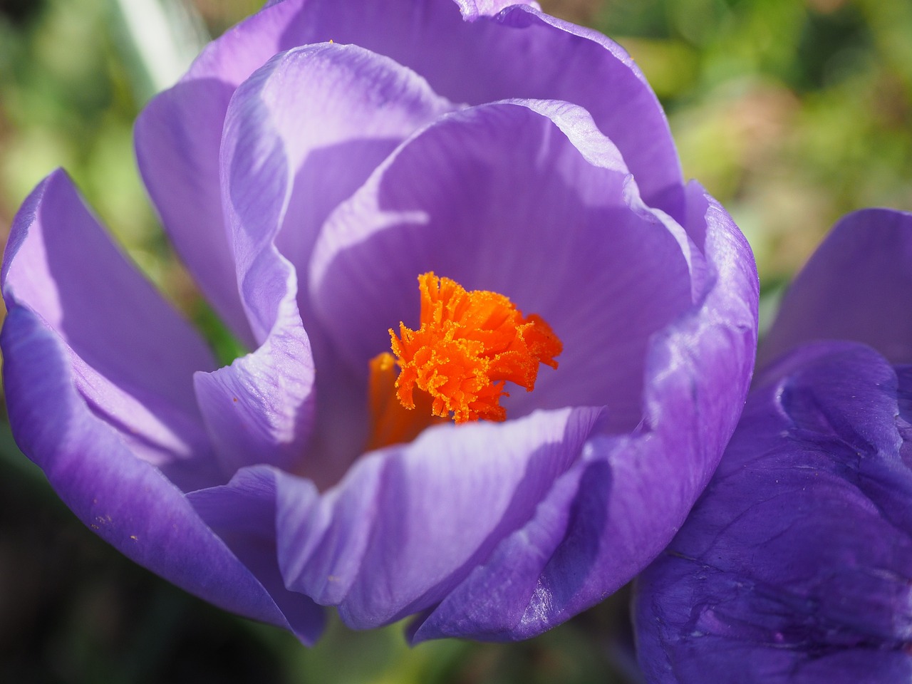 crocus flower spring free photo