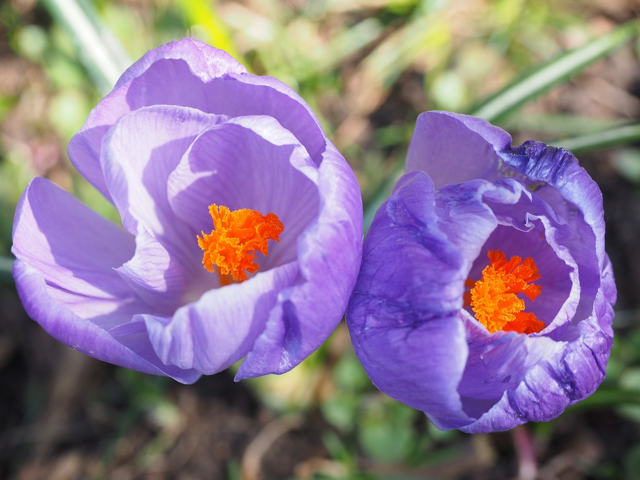 crocus spring bühen free photo