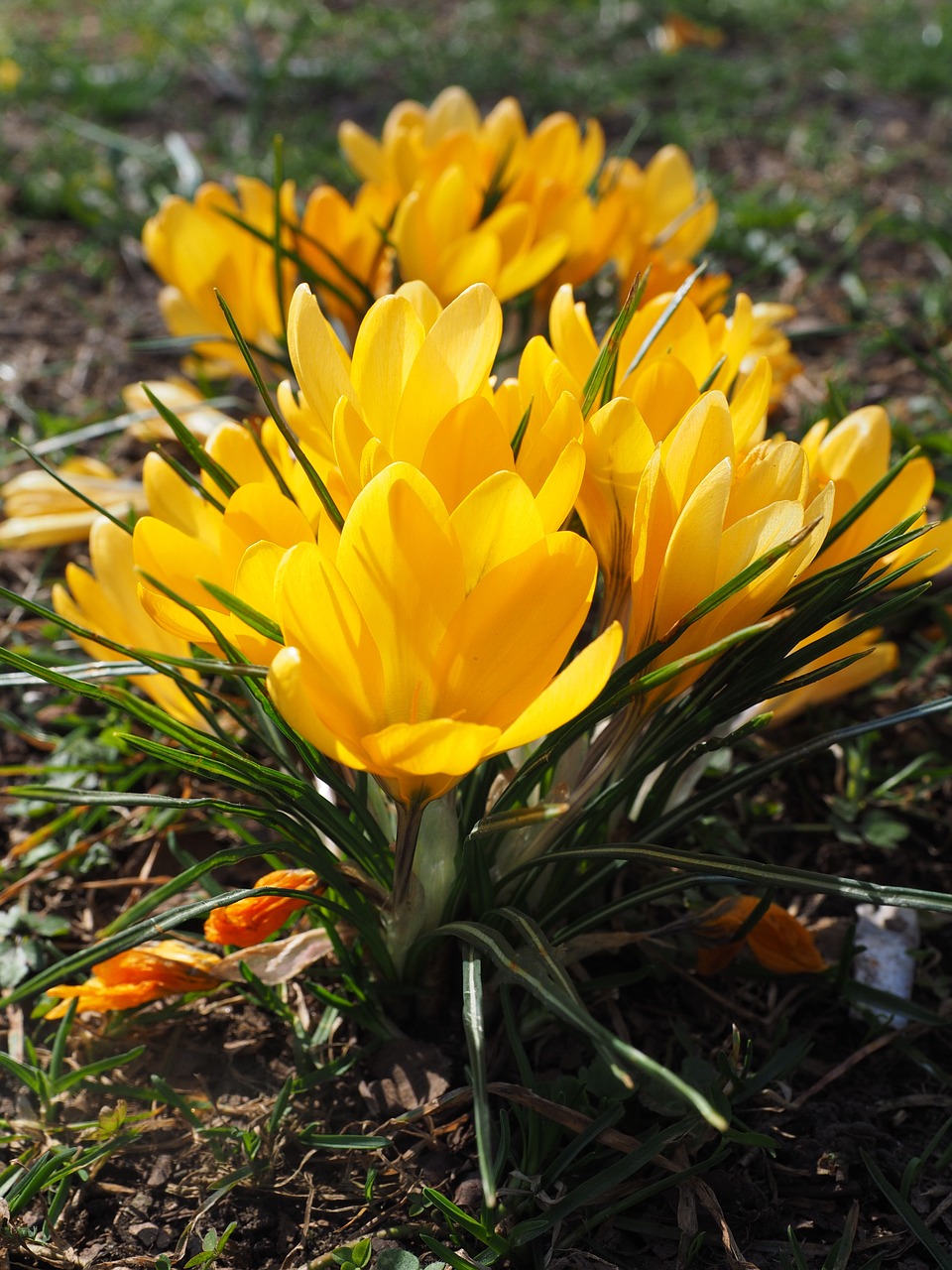 crocus flower spring free photo