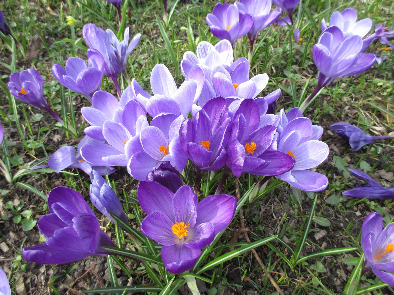 crocus spring purple free photo