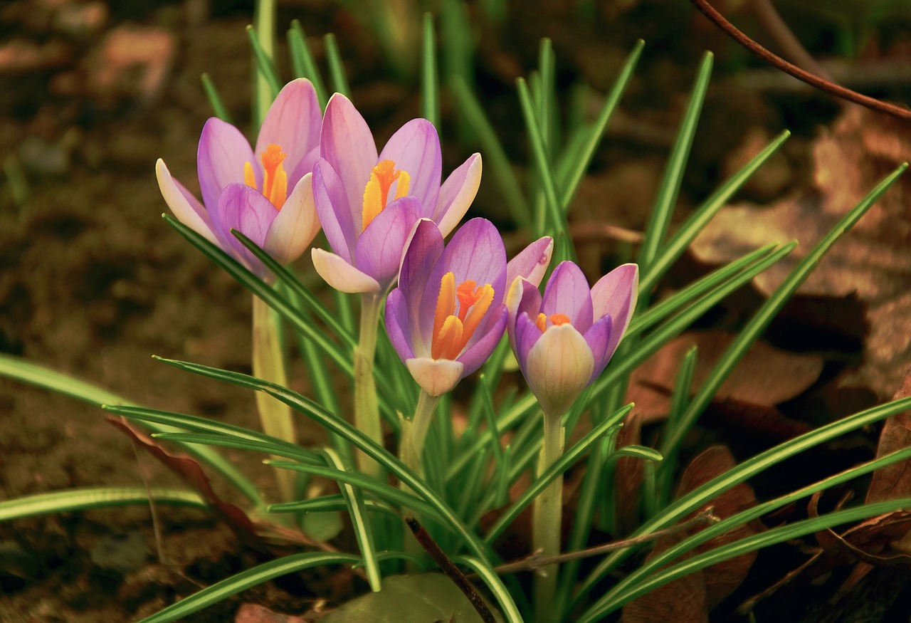 crocus spring spring flower free photo