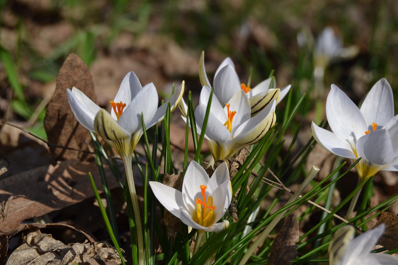 crocus flower flowers free photo