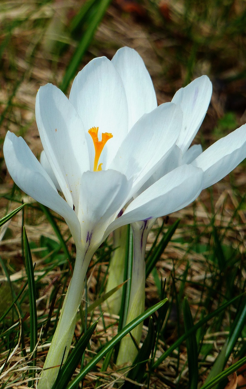 crocus spring nature free photo