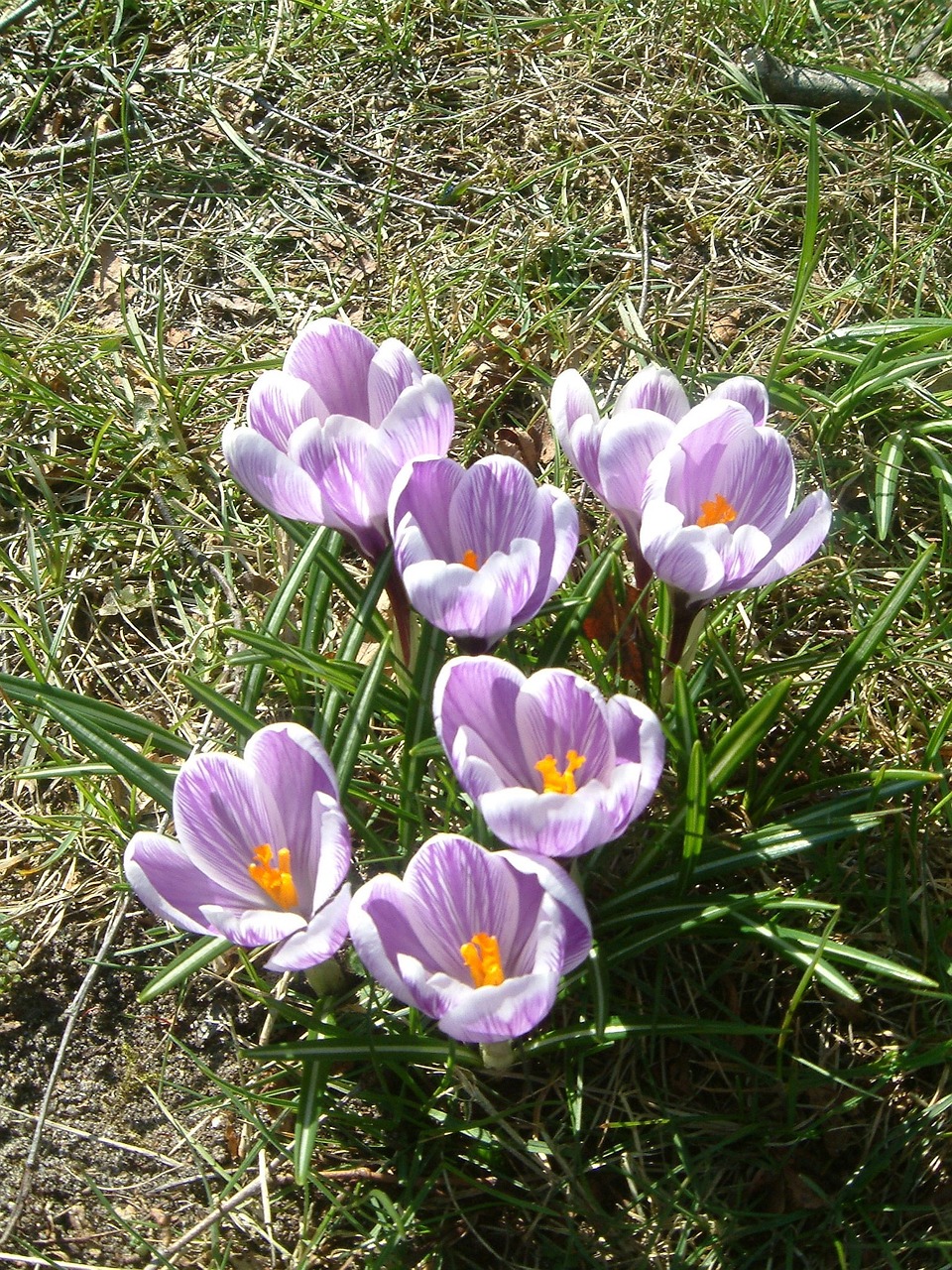 crocus spring flowers purple free photo