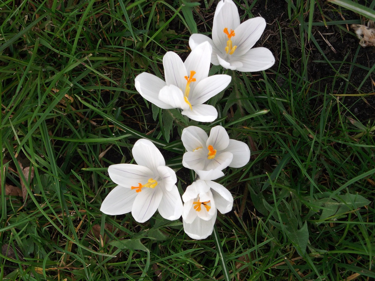 crocus spring white free photo