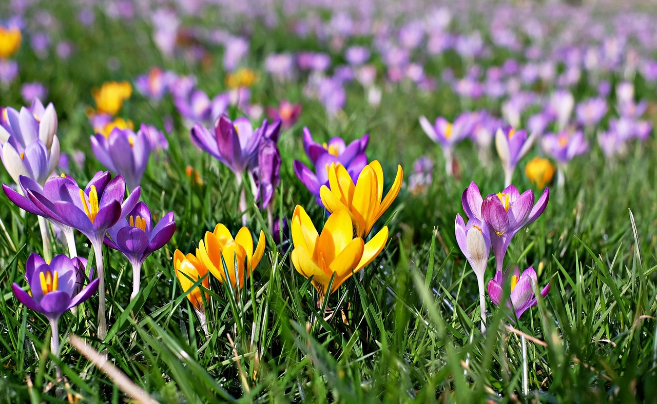 crocus colorful meadow free photo