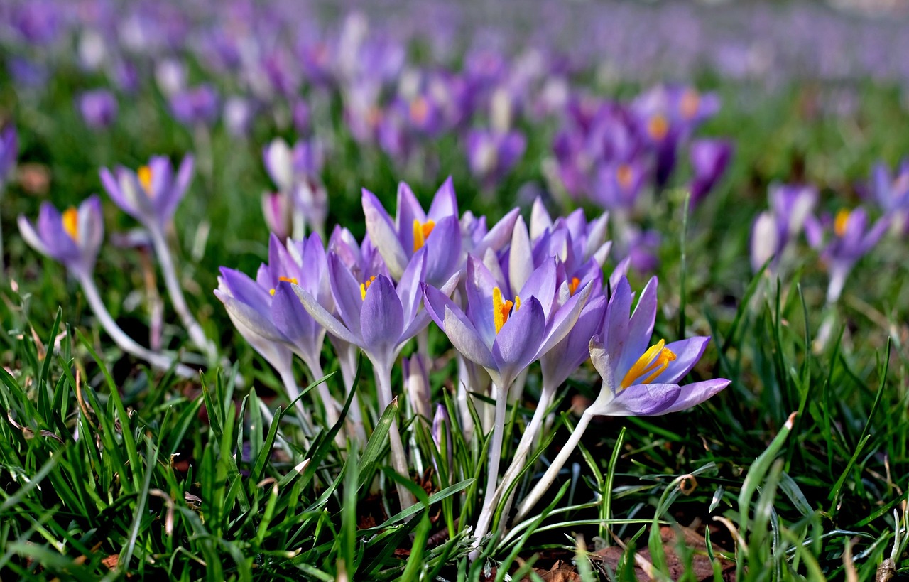 crocus purple meadow free photo