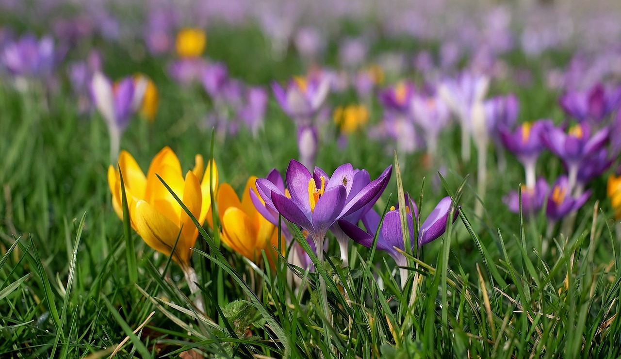 crocus colorful bloom free photo