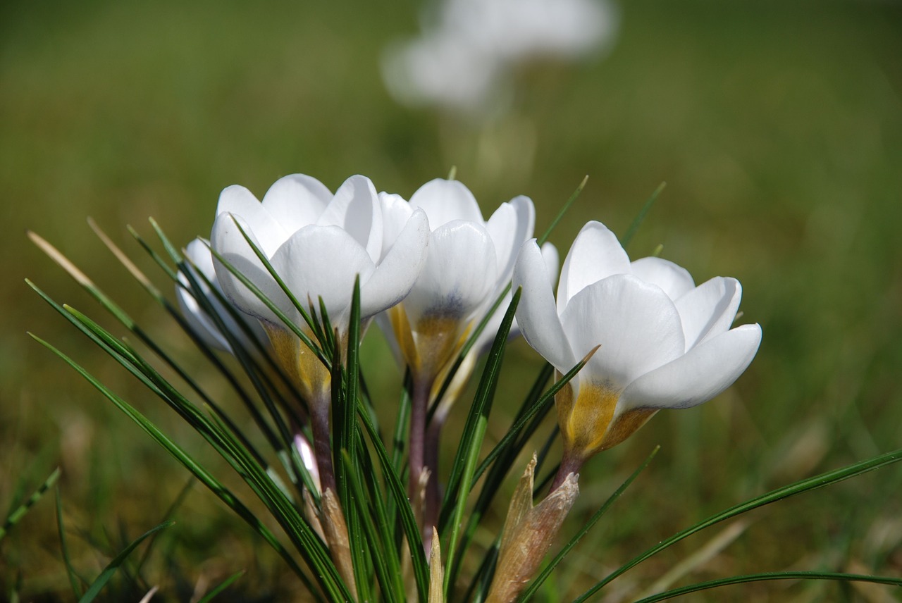 crocus white spring free photo