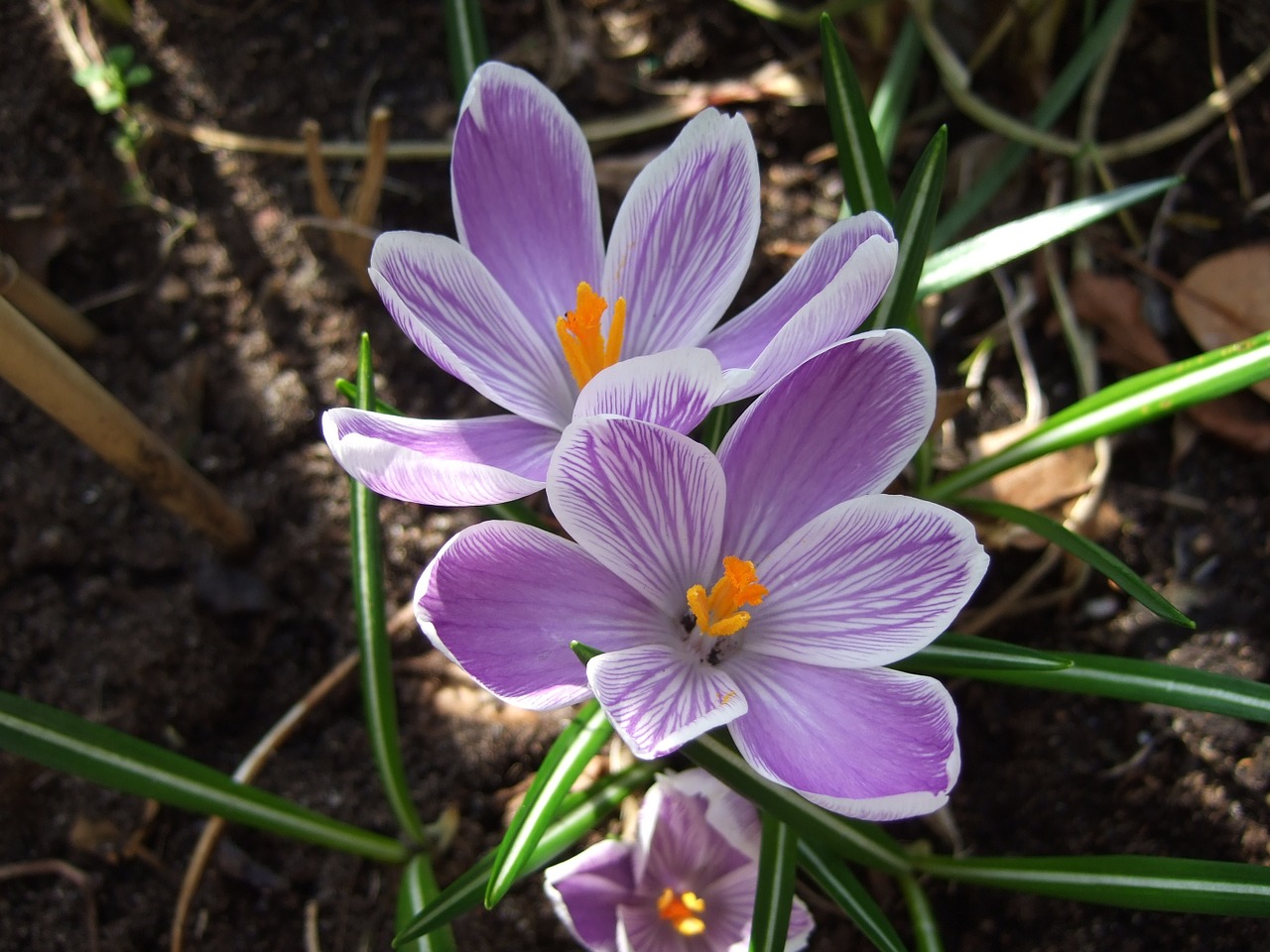 crocus spring purple free photo