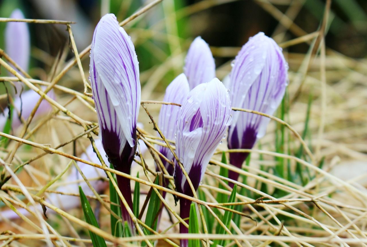 crocus spring flowers free photo