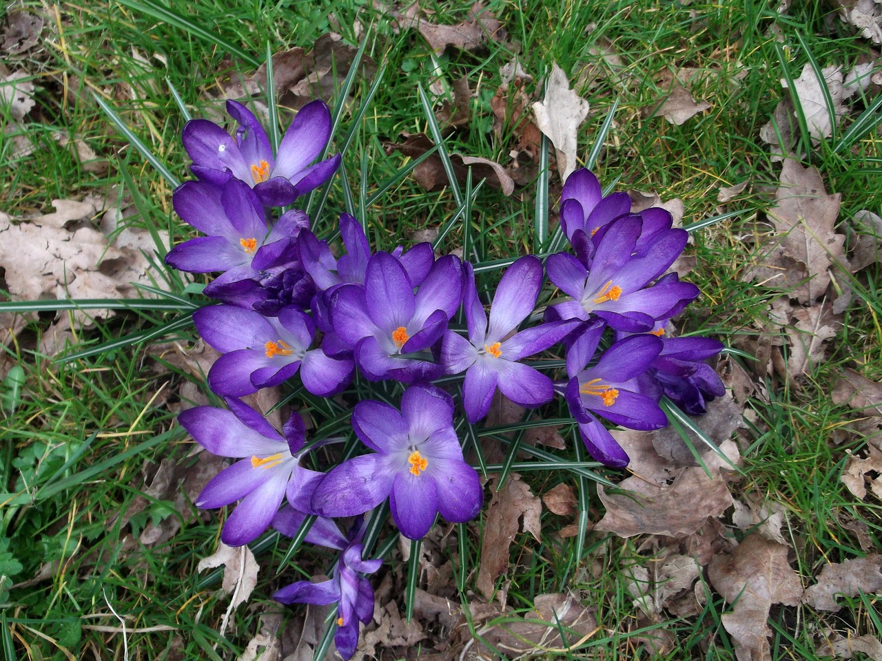 crocus iridaceae purple free photo